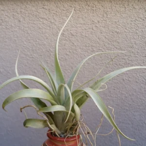 Tillandsia Sphaerocephala Air Plant 4-6 Inch - Easy Care