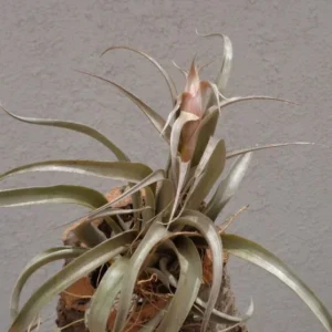 Tillandsia Sphaerocephala Air Plant 4-6 Inch - Easy Care