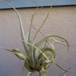 Tillandsia Sphaerocephala Air Plant 4-6 Inch - Easy Care