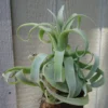 Tillandsia Streptophylla Air Plant - Mexican Curly Air Plant 8-12 inch