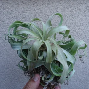 Tillandsia Streptophylla Air Plant - Mexican Curly Air Plant 8-12 inch