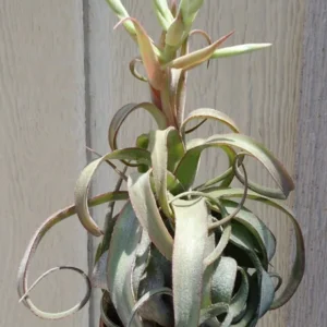 Tillandsia Streptophylla Air Plant - Mexican Curly Air Plant 8-12 inch
