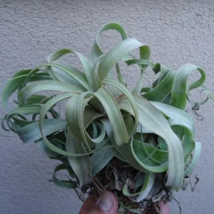 Tillandsia Streptophylla Air Plant - Mexican Curly Air Plant 8-12 inch
