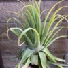 Tillandsia Streptophylla Belize Rare Air Plants 10-12 Inch Air Plant