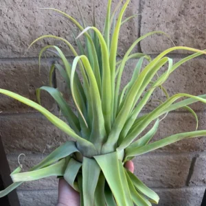 Tillandsia Streptophylla Belize Rare Air Plants 10-12 Inch Air Plant