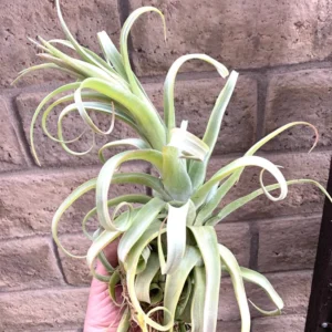 Tillandsia Streptophylla Belize Rare Air Plants 10-12 Inch Air Plant