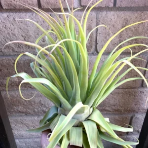 Tillandsia Streptophylla Belize Rare Air Plants 10-12 Inch Air Plant