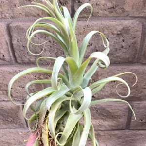 Tillandsia Streptophylla Belize Rare Air Plants 10-12 Inch Air Plant