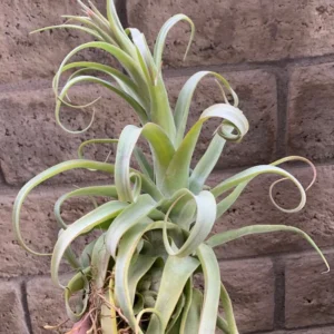 Tillandsia Streptophylla Belize Rare Air Plants 10-12 Inch Air Plant