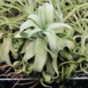 Tillandsia Streptophylla Guatemala Air Plant 3-4 Inch - Exotic Air Plant