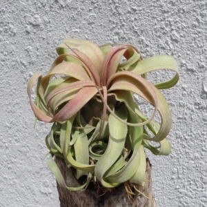 Tillandsia Streptophylla Guatemala Air Plant 3-4 Inch - Exotic Air Plant