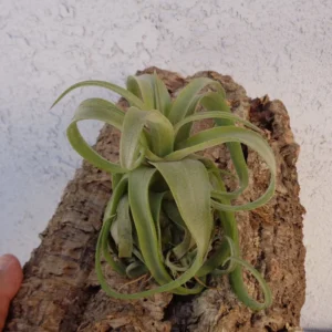 Tillandsia Streptophylla Guatemala Air Plant 3-4 Inch - Exotic Air Plant