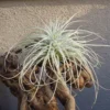 Tillandsia Tectorum Ecuador Air Plant Large Size Silvery White Fuzzy