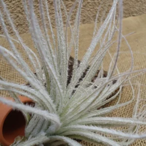 Tillandsia Tectorum Ecuador Air Plant Large Size Silvery White Fuzzy