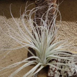 Tillandsia Tectorum Ecuador Air Plant Large Size Silvery White Fuzzy