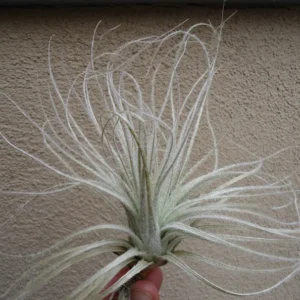 Tillandsia Tectorum Ecuador Air Plant Large Size Silvery White Fuzzy