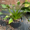 Tiny Dancers Elephant Ear Plant - Alocasia - 4 Inch Potted Plant