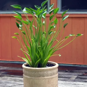 Tiny Dancers Elephant Ear Plant - Alocasia - 4 Inch Potted Plant