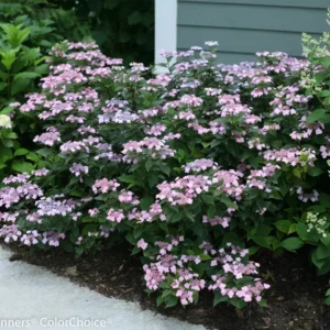 Tiny Tuff Stuff Mountain Hydrangea Plant - 4 inch Pot - Reblooming Lacecap