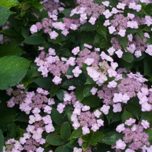 Tiny Tuff Stuff Mountain Hydrangea Plant - 4 inch Pot - Reblooming Lacecap