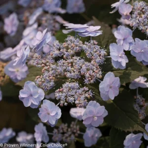 Tiny Tuff Stuff Mountain Hydrangea Plant - 4 inch Pot - Reblooming Lacecap