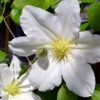 Toki Clematis Plant - Huge Snow White Flowers - 2.5" Pot - Japanese Variety