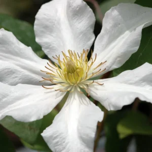 Toki Clematis Plant - Huge Snow White Flowers - 2.5