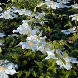 Toki Clematis Plant - Huge Snow White Flowers - 2.5