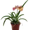 Tolumnia Tiny Dancer Miniature Orchid Plant - 2 inch Pot - Houseplant