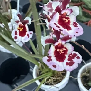 Tolumnia Tiny Dancer Miniature Orchid Plant - 2 inch Pot - Houseplant