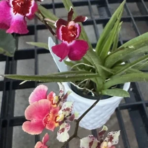Tolumnia Tiny Dancer Miniature Orchid Plant - 2 inch Pot - Houseplant