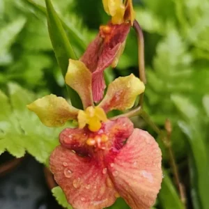 Tolumnia Tiny Dancer Miniature Orchid Plant - 2 inch Pot - Houseplant