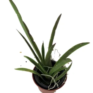 Tolumnia Tiny Dancer Miniature Orchid Plant - 2 inch Pot - Houseplant