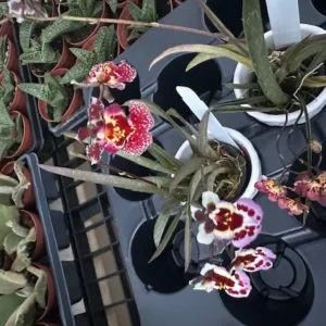 Tolumnia Tiny Dancer Miniature Orchid Plant - 2 inch Pot - Houseplant
