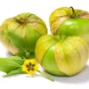 Tomatillo Plant - Husk Tomato - 4" Pot - Garden Vegetable Plant