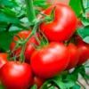 Tomato Plant Glossy Red 2.5" Pot