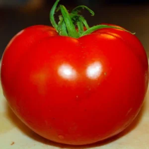 Tomato Plant Glossy Red 2.5" Pot