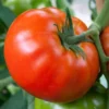Tomato Plants Live: Heirloom Variety - 4-8 Inch - For Planting Outdoors