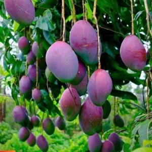 Tommy Atkins Mango Tree Grafted Tropical Fruit Tree 2-3 Ft 3 Gallon Pot