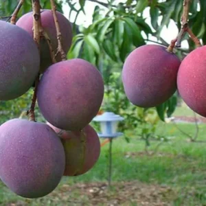 Tommy Atkins Mango Tree Grafted Tropical Fruit Tree 2-3 Ft 3 Gallon Pot