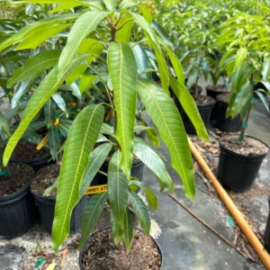Tommy Atkins Mango Tree Grafted Tropical Fruit Tree 2-3 Ft 3 Gallon Pot