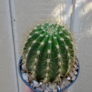 Torch Cactus Trichocereus Grandiflorus Large Size Red Yellow Flowers Easy Grow