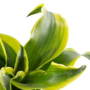 Tornado Dragon Tree Dracaena Plant - Unique Indoor Houseplant