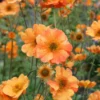 Totally Tangerine Geum Perennial Plant - 2.5 inch Pot - Orange Blooms