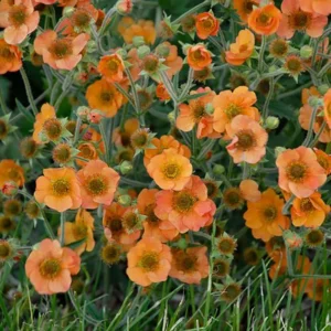 Totally Tangerine Geum Perennial Plant - 2.5 inch Pot - Orange Blooms