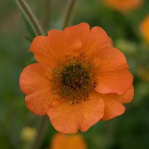 Totally Tangerine Geum Perennial Plant - 2.5 inch Pot - Orange Blooms