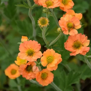 Totally Tangerine Geum Perennial Plant - 2.5 inch Pot - Orange Blooms
