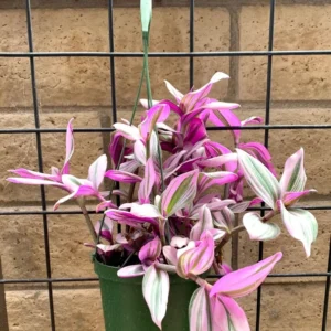 Tradescantia Nanouk Pink Houseplant - 6 Inch Hanging Planter - Colorful Foliage