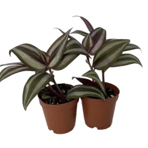 Tradescantia Plant Sterling Silver 2 Plants - Purple & Silver - 2" Pots