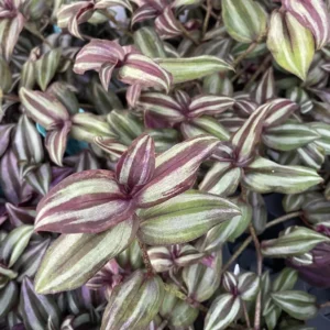 Tradescantia Plant Sterling Silver 2 Plants - Purple & Silver - 2